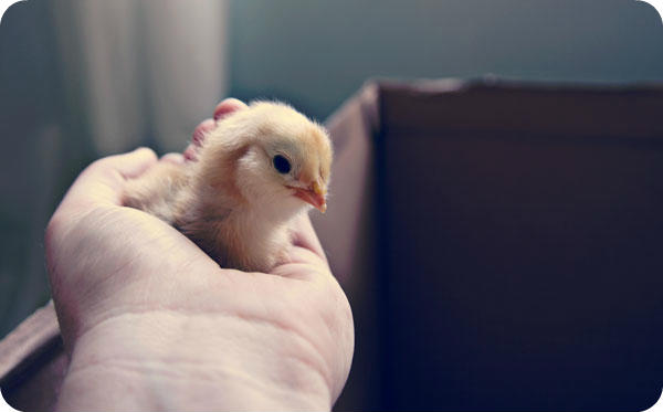 YellowChick1