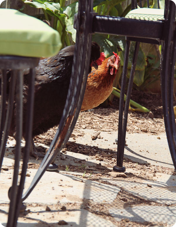 Chicken-Guests